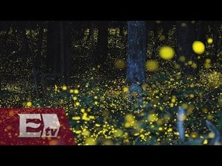 Santuario de luciérnagas en Nanacamilpa, Tlaxcala/ Vianey Esquinca