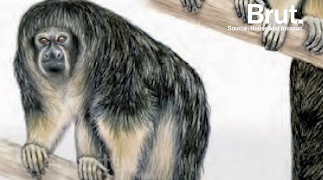Un singe extrêmement rare enfin localisé dans la jungle amazonienne