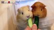 Guinea Pigs - A Funny And Cute Guinea Pig Videos Compilation || NEW HD