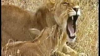 MUST WATCH: A Lioness Adopts a baby antelope. A short documentary that will open your eyes
