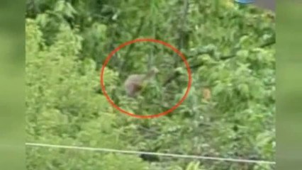 Ardahan'da Ayılar Ağaca Çıkıp Meyve Yedi