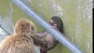 Mom protect the baby monkey:Cute Baby Monkey