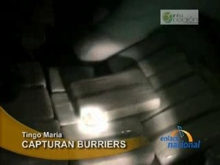 CAPTURAN BURRIERS - TINGO MARÍA