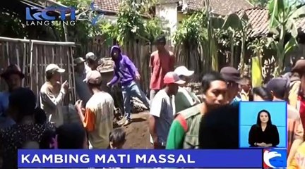 Geger, Puluhan Kambing di Probolinggo Mati Mendadak