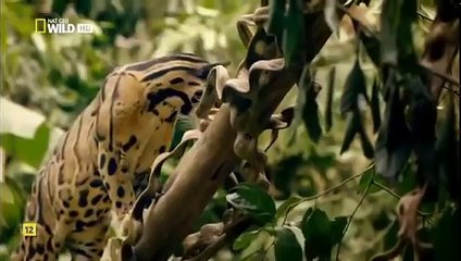 El nacimiento de la familia Big Cats - Documentales 2017