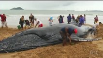 Des habitants se relaient pendant 24h pour sauver une baleine échouée sur la plage !