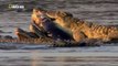 Wild Animals Documentary - Crocodile Attacks Discovery Documentary Animal HD-QwdVhfQcecw_clip4