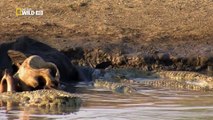 Wild Animals Documentary - Crocodile Attacks Discovery Documentary Animal HD-QwdVhfQcecw_clip5