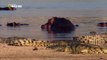 Wild Animals Documentary - Crocodile Attacks Discovery Documentary Animal HD-QwdVhfQcecw_clip7