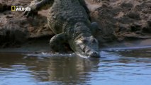 Wild Animals Documentary - Crocodile Attacks Discovery Documentary Animal HD-QwdVhfQcecw_clip8