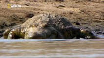 Wild Animals Documentary - Crocodile Attacks Discovery Documentary Animal HD-QwdVhfQcecw_clip11