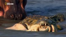 Wild Animals Documentary - Crocodile Attacks Discovery Documentary Animal HD-QwdVhfQcecw_clip13