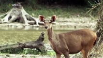 wildlife documentary - Wild Thailand A Land of Beauty - Discovery channel animals - Animal planet-9l4MMcUvKfw_clip5