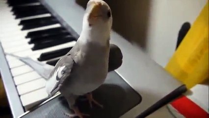 Pájaro canta al ritmo de un piano