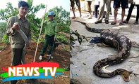 Những lần bắt được trăn rắn khổng lồ gây sốc ở Việt Nam