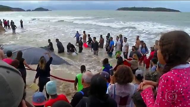 Des centaines de personnes aident une baleine échouée (Brésil)