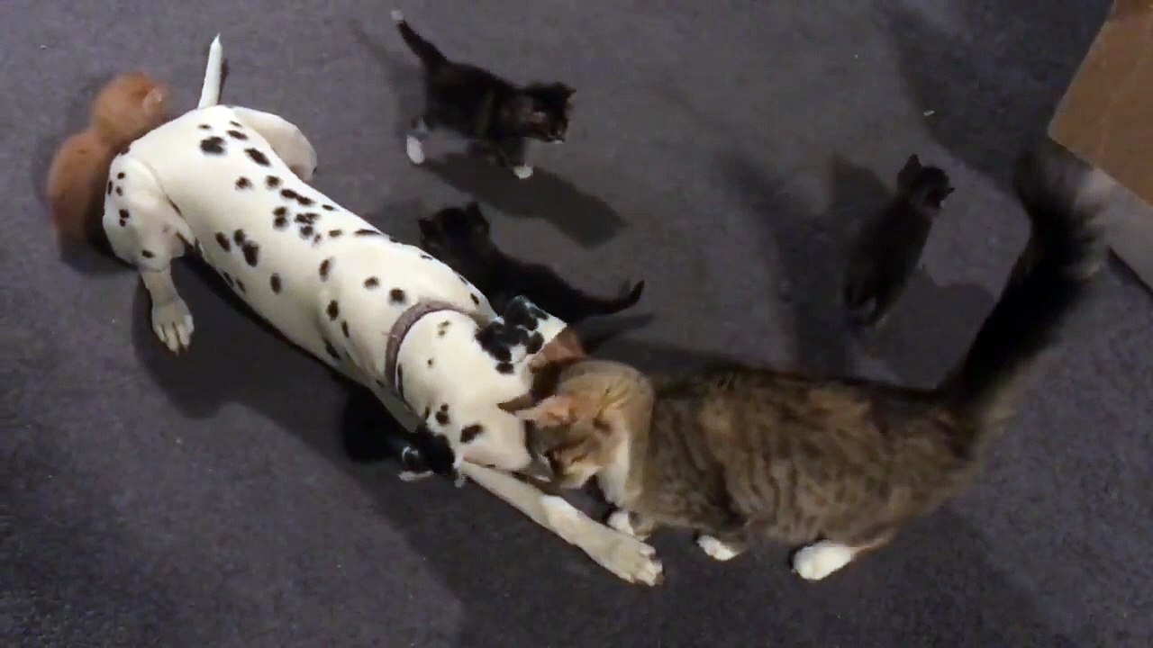 Ce dalmatien est envahi par des chatons !