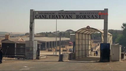 Diyarbakır'da Kurbanlıklar Alıcılarını Bekliyor