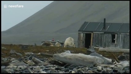 Kayakers have close encounter with polar bears in Norway