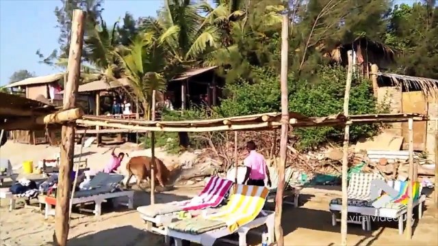 2 taureaux combattent au milieu des touristes sur la plage à Goa en Inde ! Panique !