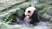 Ce panda géant s'éclabousse pour se rafraichir de la canicule en Chine !