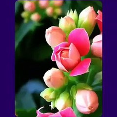 أجمل دعاء ستسمعه في حياتك