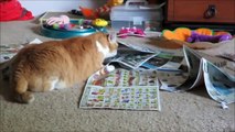 Ce chat a vraiment une obsession bizarre pour les journaux !