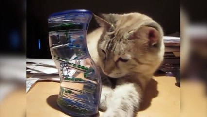 Un chat s'endort devant un sablier à bulle !