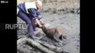 Sauvetage d'un bébé cheval prisonnier d'une flaque de boue en Russie !