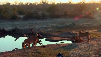 Une maman lionne dresse son petit !