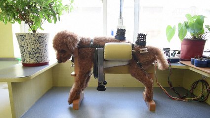 En Chine, l'acupuncture c'est aussi pour les chiens