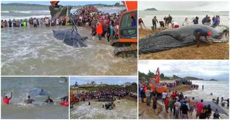Baleia encalhada em praia é salva graças ao gesto heróico de populares