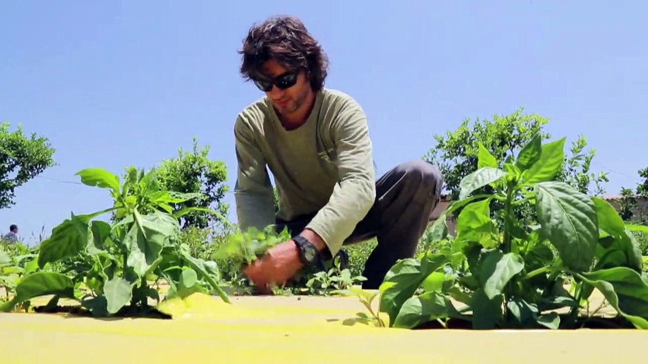 Israël: de la high-tech aux légumes bio au pays des startups