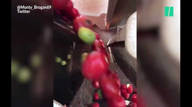 Voici comment les machines industrielles trient les tomates (et c'est hypnotisant)