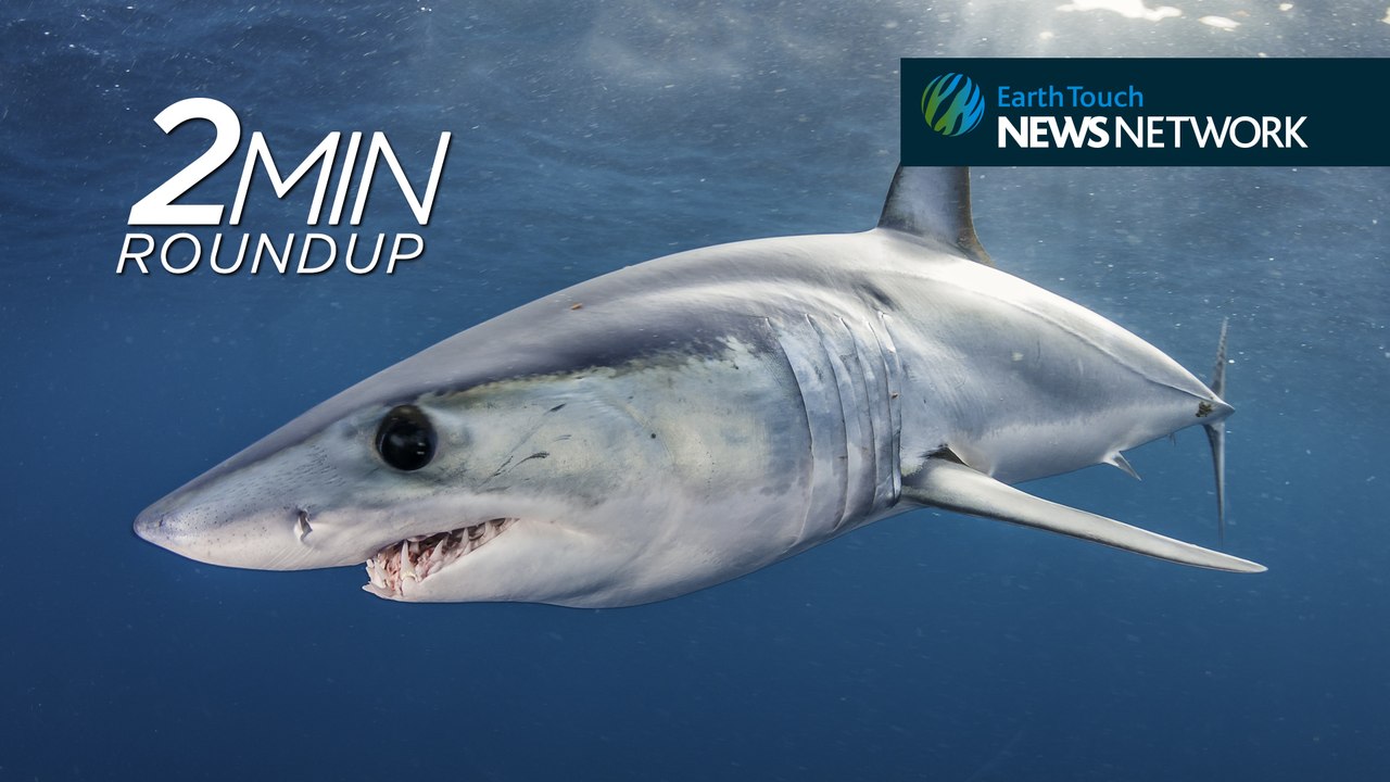 Asiatic lions, shark cull shelved & a new purple frog