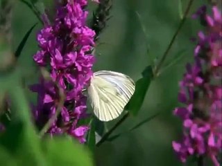 "Grădina lui Celibidache" (regie: Serge Ioan Celibidache) - Trailer