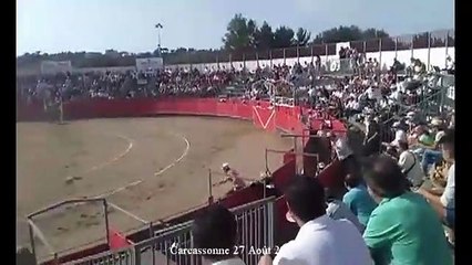 Un taureau se charge contre un militant anti-corrida dans  une arène à Carcassonne