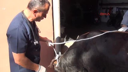 Sakarya Kazasız Kurban Kesimi İçin 'Reuff' Tekniği