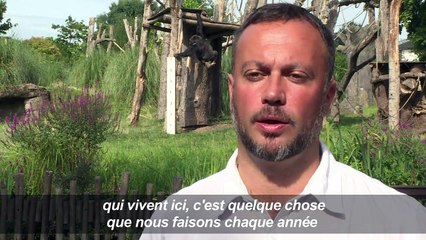 Au zoo de Londres, pesée annuelle pour ses pensionnaires