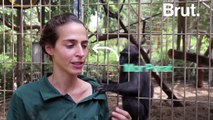 Tel Aviv : un macaque adopte un poulet (au lieu de le manger)