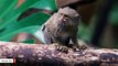 World's Smallest Monkey Gives Birth To Twins At UK's Chester Zoo