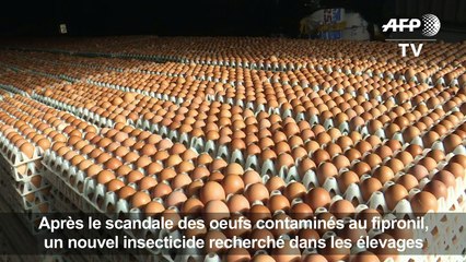 Oeufs contaminés: nouvel insecticide recherché dans les élevages