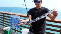 Florida Pier Fishing: The Majestic Cornet fish