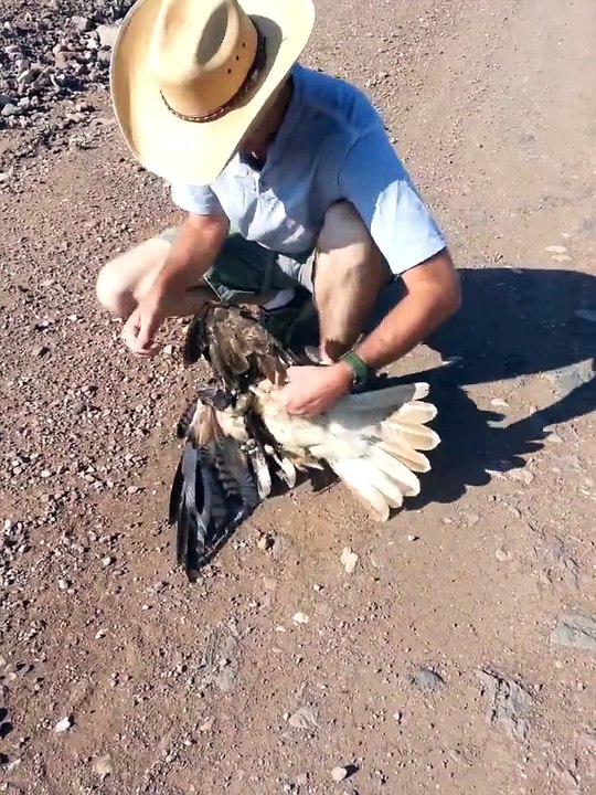 Hawk was killed by the snake. Watch complete video