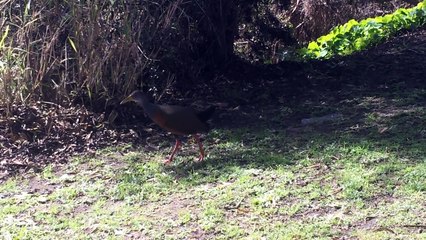 Buenos Aires Ecological Reserve - Discover it