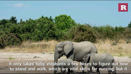 How baby elephants drink water | Rare Animals