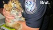 Un bébé tigre victime du trafic illégal sauvé