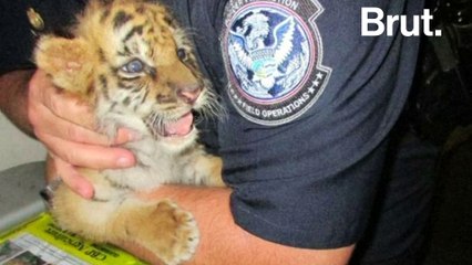 Un bébé tigre victime du trafic illégal sauvé
