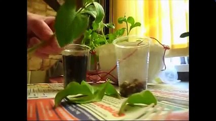 La reproduction des boutures de pétunia 2017