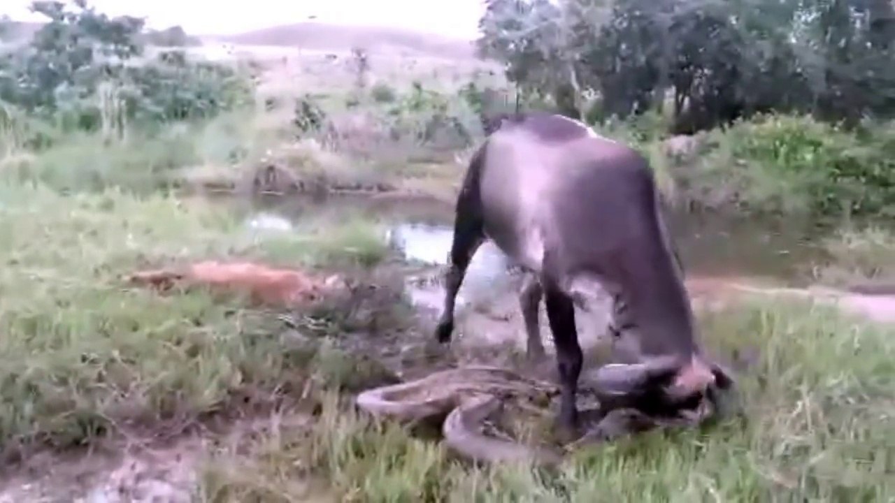 Cow fights Giant Anaconda to save her calf